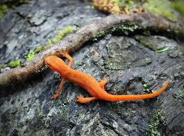 Orange Salamander