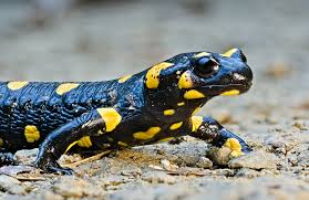 Blågul Salamander