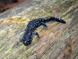 Svartblå Salamander