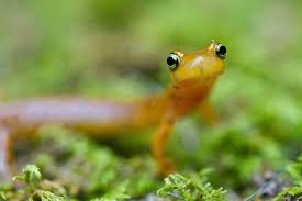 Liten Salamander