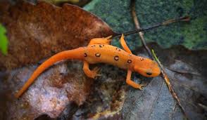 Orangefläckig Salamander