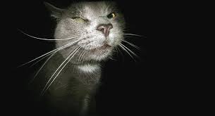 En till katt